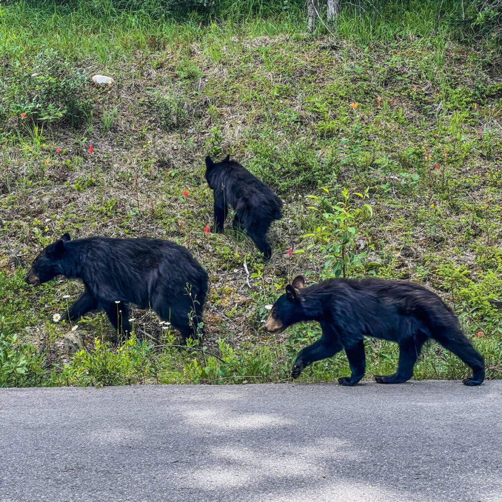 Black Bears on Maligne Lake Road 1