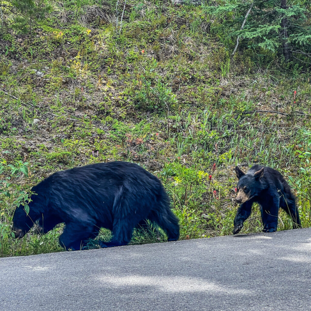 Black Bears on Maligne Lake Road 2