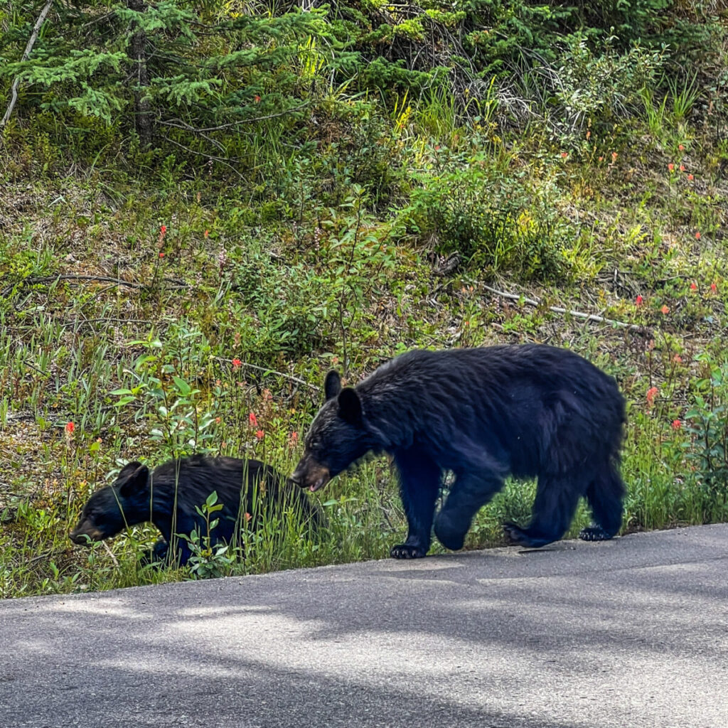 Black Bears on Maligne Lake Road 3