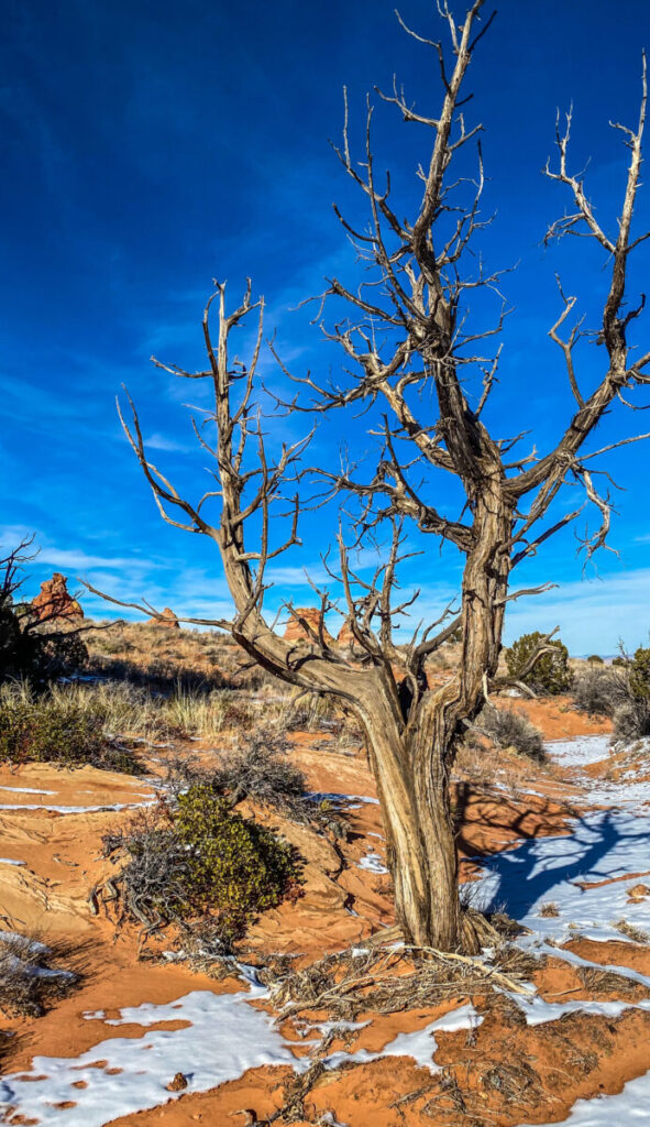 Dieses Bild zeigt die Landschaft in den Coyote Buttes South Arizona USA