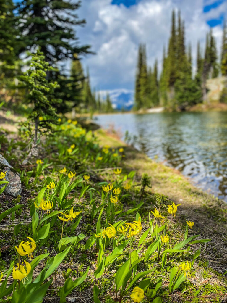 Dieses Bild zeigt den Heather Lake im Mount Revelstoke National Park in British Columbia