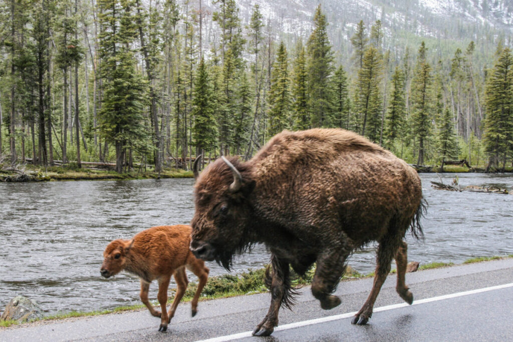 Yellowstone National Park 8