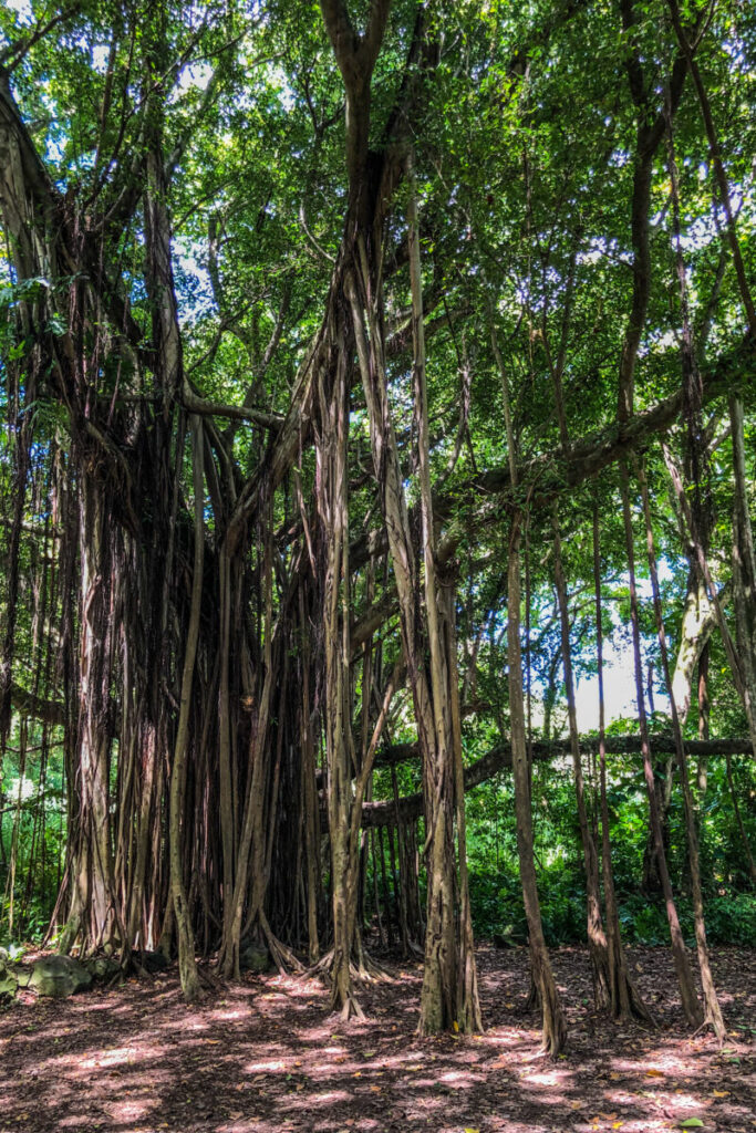 Dieses Bild zeigt einen Banyanbaum an der 'Ohe'o Gulch mit den Seven Sacred Pools in Kipahulu auf Maui, Hawaii