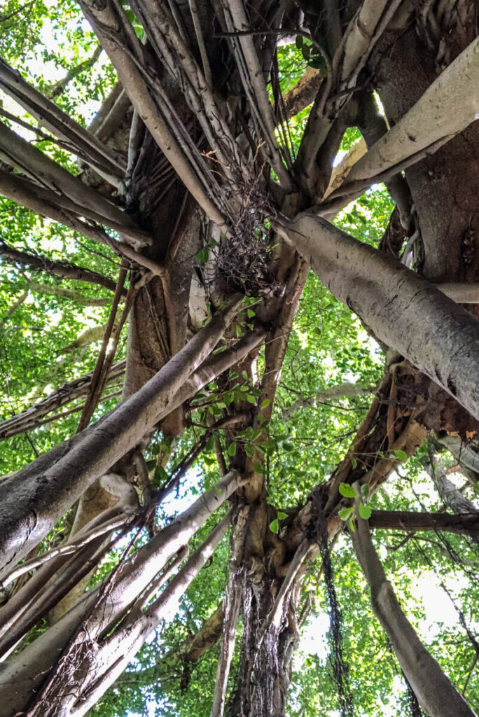 Dieses Bild zeigt einen Banyanbaum an der 'Ohe'o Gulch mit den Seven Sacred Pools in Kipahulu auf Maui, Hawaii
