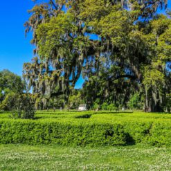 Dieses Bild zeigt einen typischen Baum in Louisiana