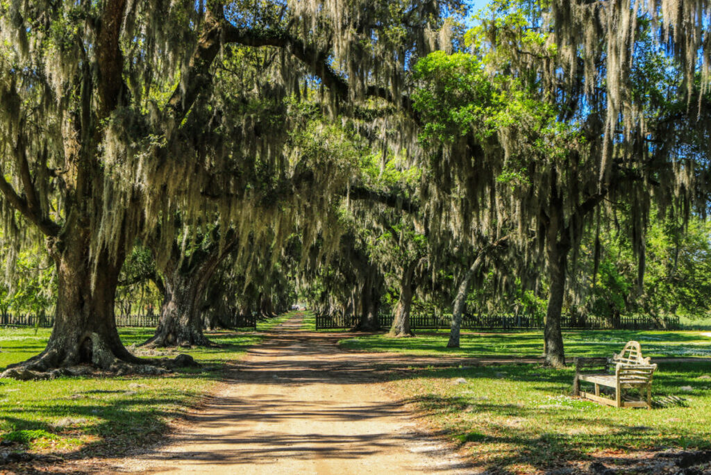 Dieses Bild zeigt die Eichenallee auf der Evergreen Plantation Louisiana