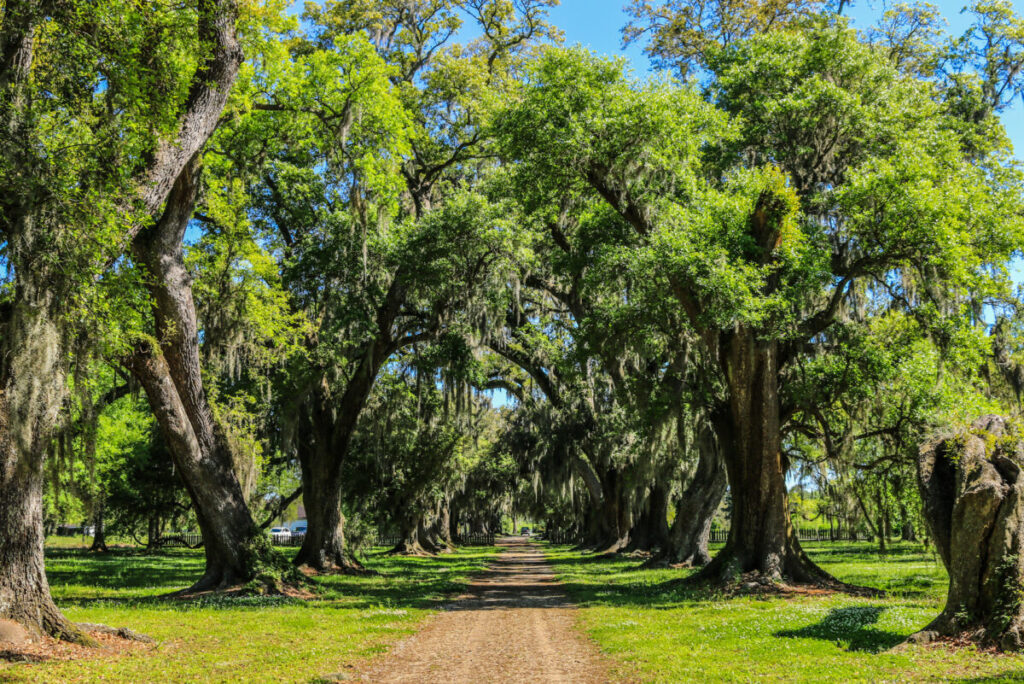 Dieses Bild zeigt die Eichenallee auf der Evergreen Plantation Louisiana