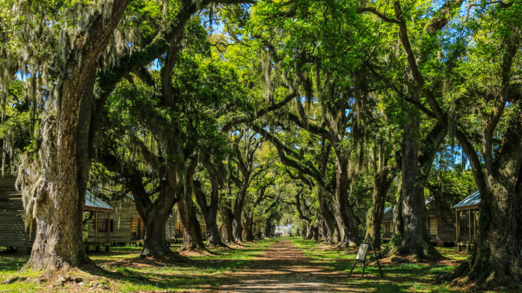 Dieses Bild zeigt die ehemaligen Sklavenhütten an der Eichenallee auf der Evergreen Plantation Louisiana