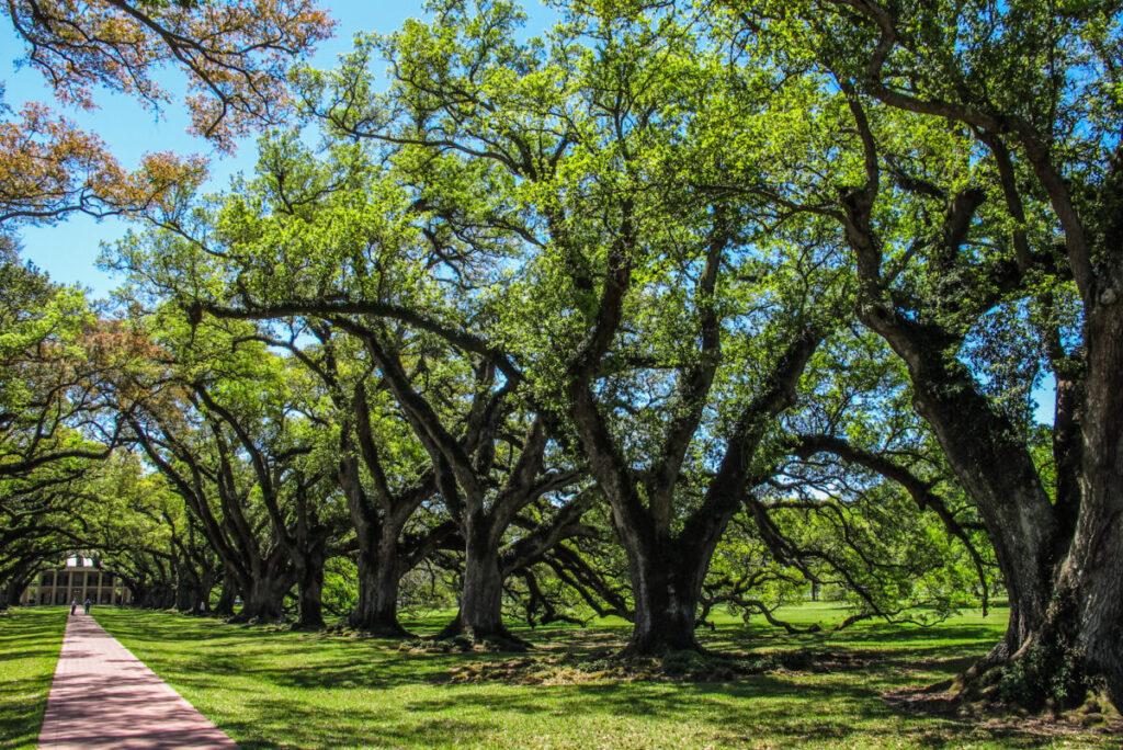 Dieses Bild zeigt die Eichenallee und das Big House der Oak Alley Plantation Louisiana