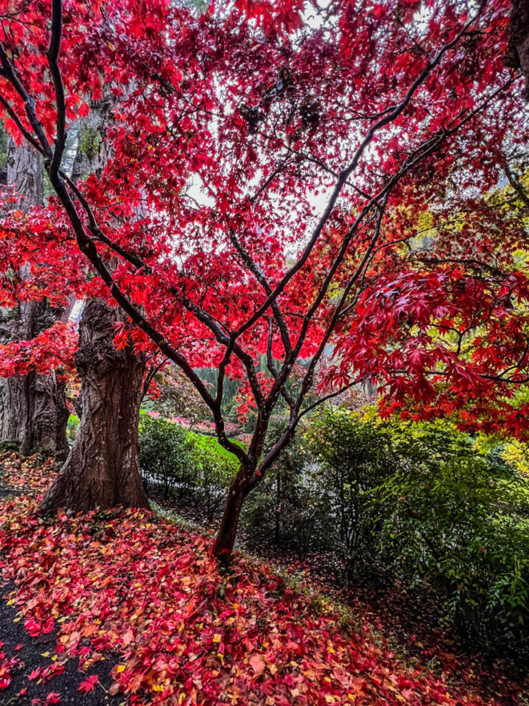 Dieses Bild zeigt die Butchart Gardens in der Nähe von Victoria auf Vancouver Island