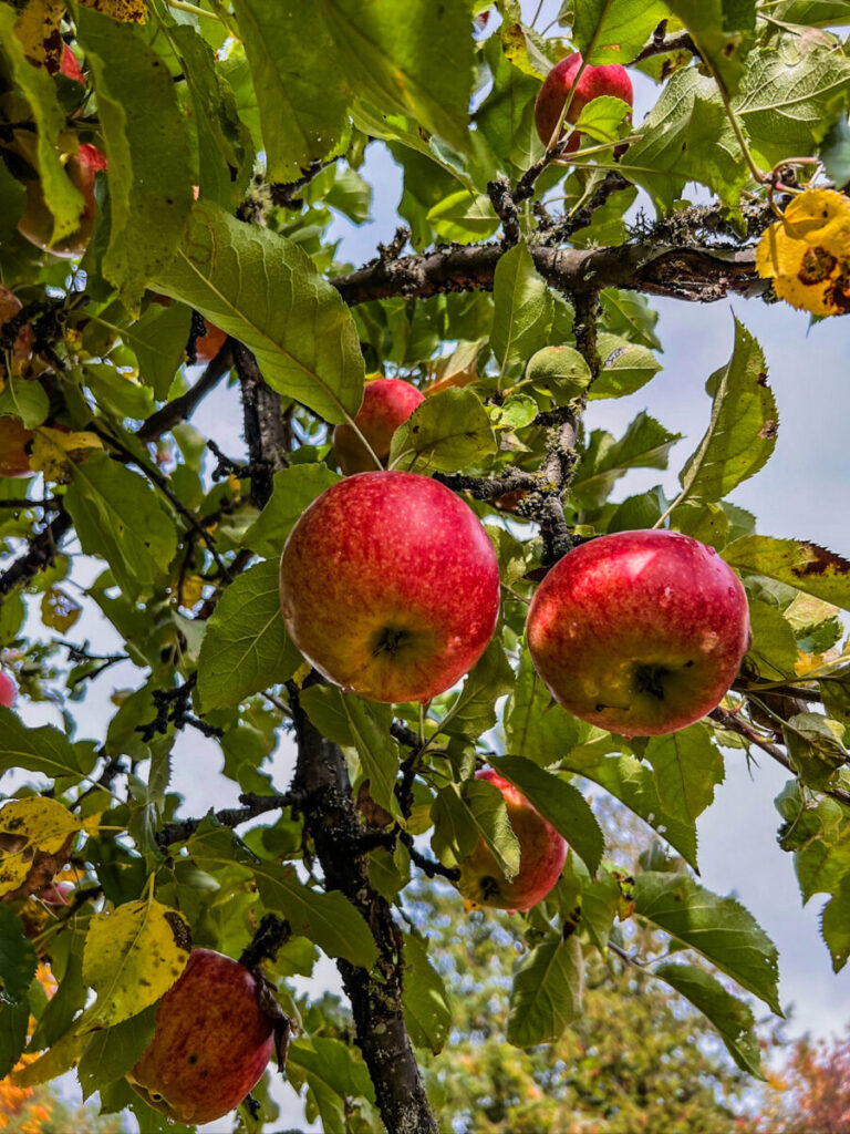 Dieses Bild zeigt die Merridale Cidery & Distillery im Cowichan Valley auf Vancouver Island