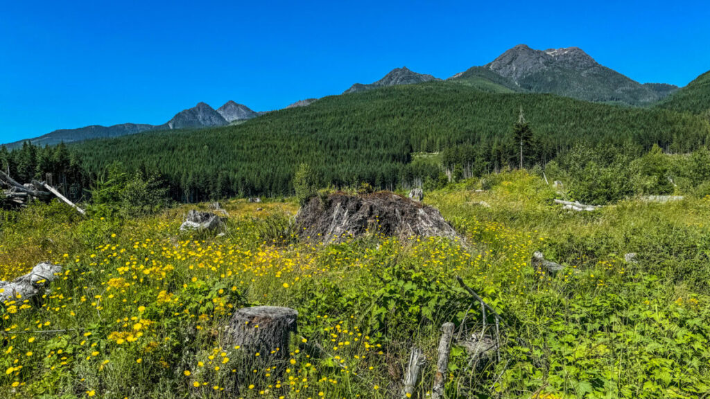 Dieses Bild zeigt Landschaft entlang der Strecke von Woos nach Gold River auf Vancouver Island Kanada