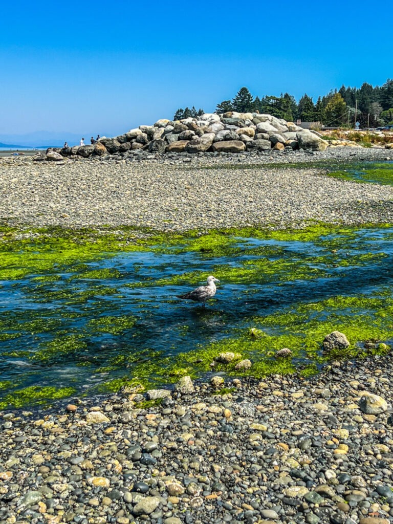 Dieses Bild zeigt den Qualicum Beach auf Vancouver Island