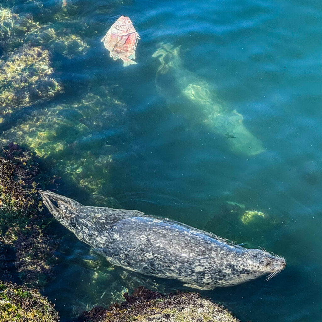 Dieses Bild zeigt einen Seelöwen im Hafen von Sidney in der Nähe von Victoria auf Vancouver Island