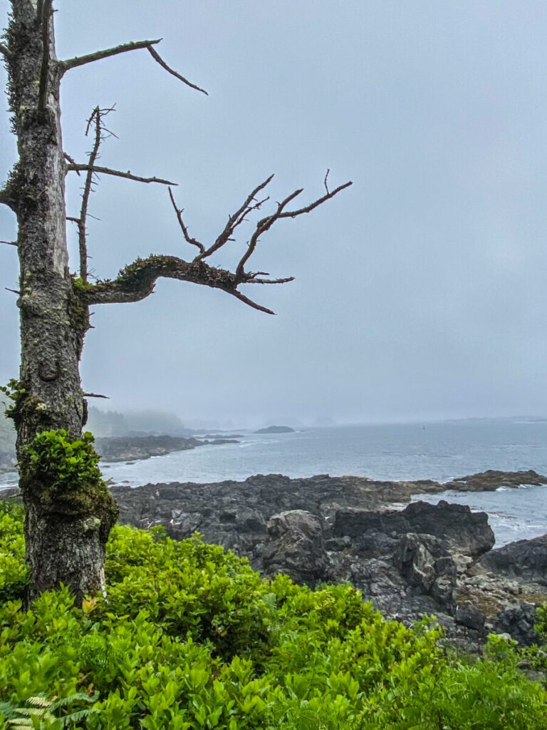 Dieses Bild zeigt den Wild Pacific Trail in Ucluelet auf Vancouver Island