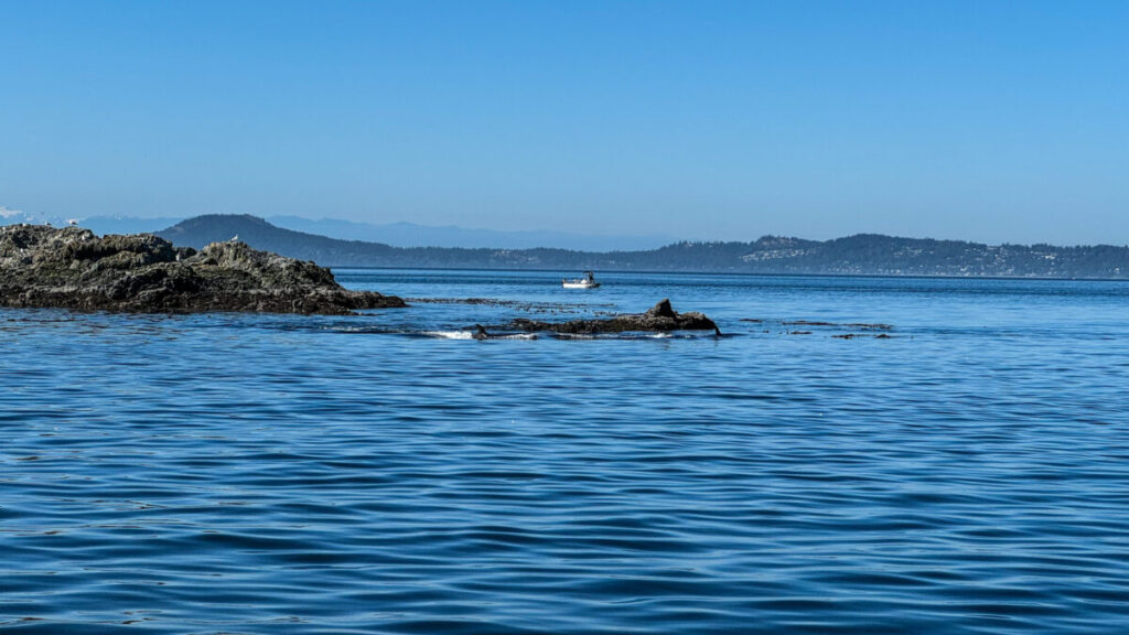 Dieses Bild zeigt Orcas auf einer Whalewatching Tour von Eagle Wing Tours auf dem offenen Meer vor Victoria, VAncouver Island