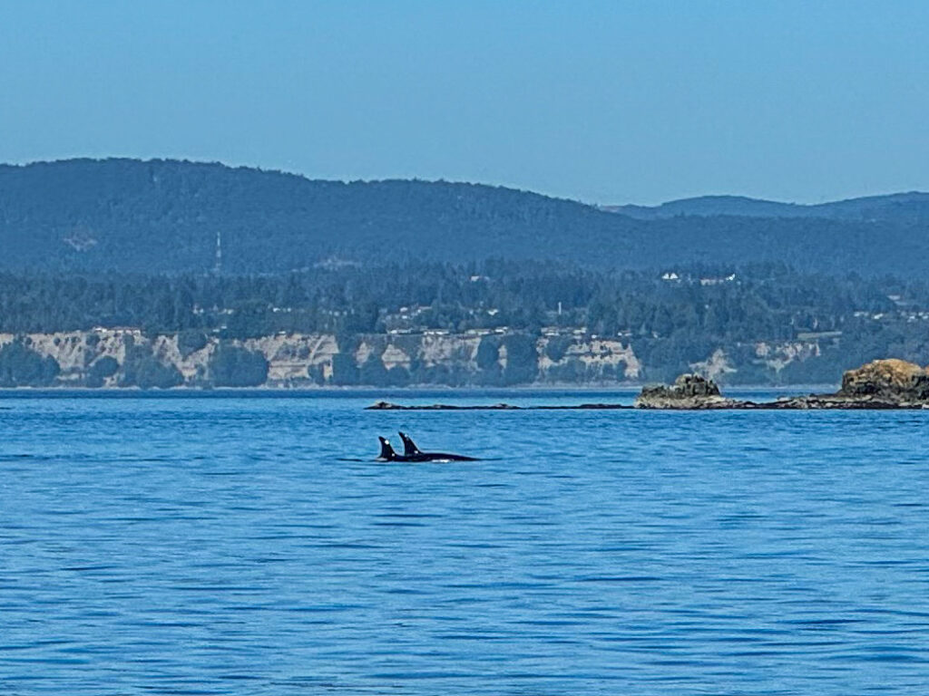 Dieses Bild zeigt Orcas auf einer Whalewatching Tour von Eagle Wing Tours auf dem offenen Meer vor Victoria, VAncouver Island