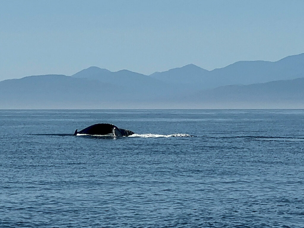 Dieses Bild zeigt einen Buckelwal auf einer Whalewatching Tour von Eagle Wing Tours auf dem offenen Meer vor Victoria, VAncouver Island