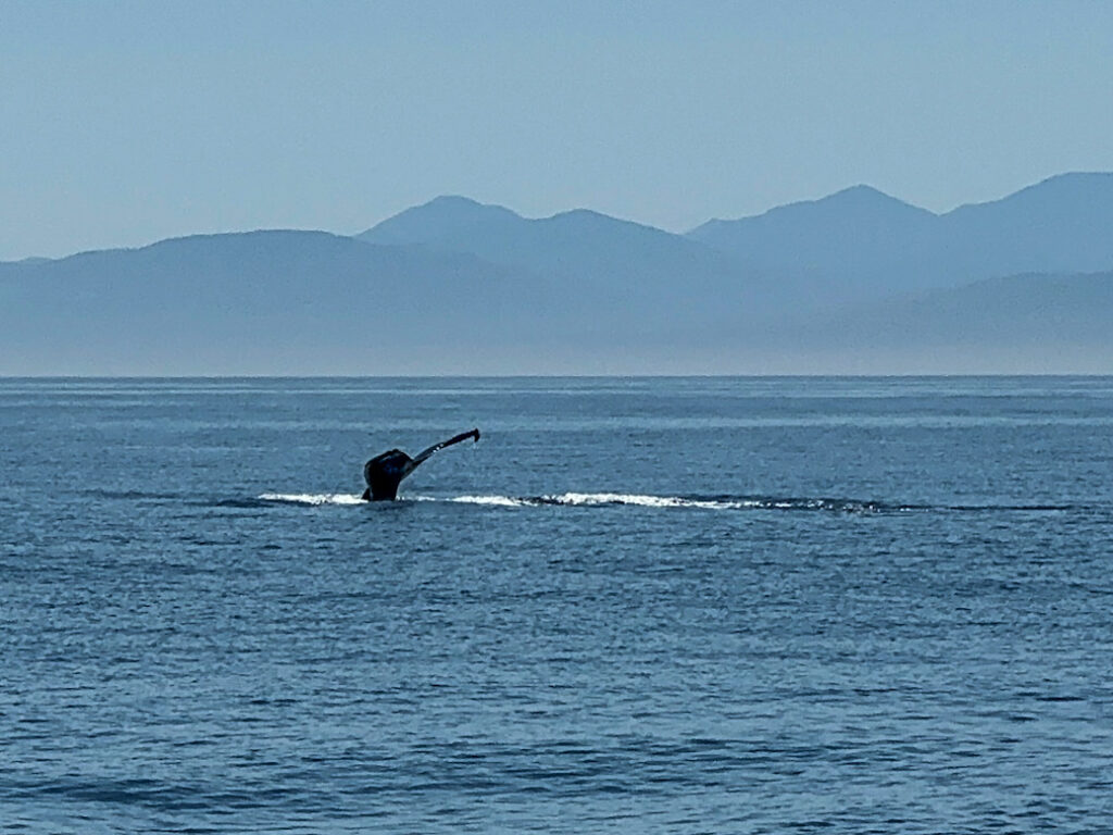 Dieses Bild zeigt einen Buckelwal auf einer Whalewatching Tour von Eagle Wing Tours auf dem offenen Meer vor Victoria, VAncouver Island